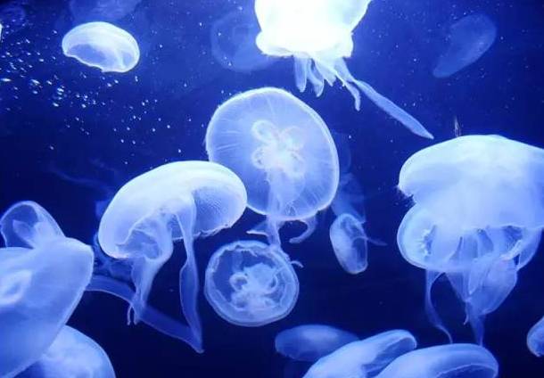 动物园海洋馆旅游攻略-动物园海洋馆门票多少钱一张(图27) 海洋馆动物园门票_动物园海洋馆门票多少钱一张_动物园海洋馆旅游攻略