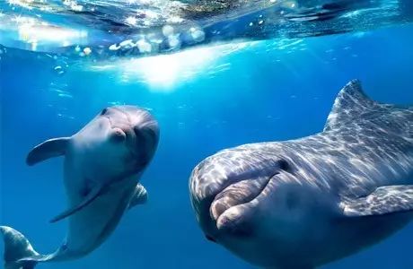 动物园海洋馆旅游攻略-动物园海洋馆门票多少钱一张(图31) 海洋馆动物园门票_动物园海洋馆门票多少钱一张_动物园海洋馆旅游攻略