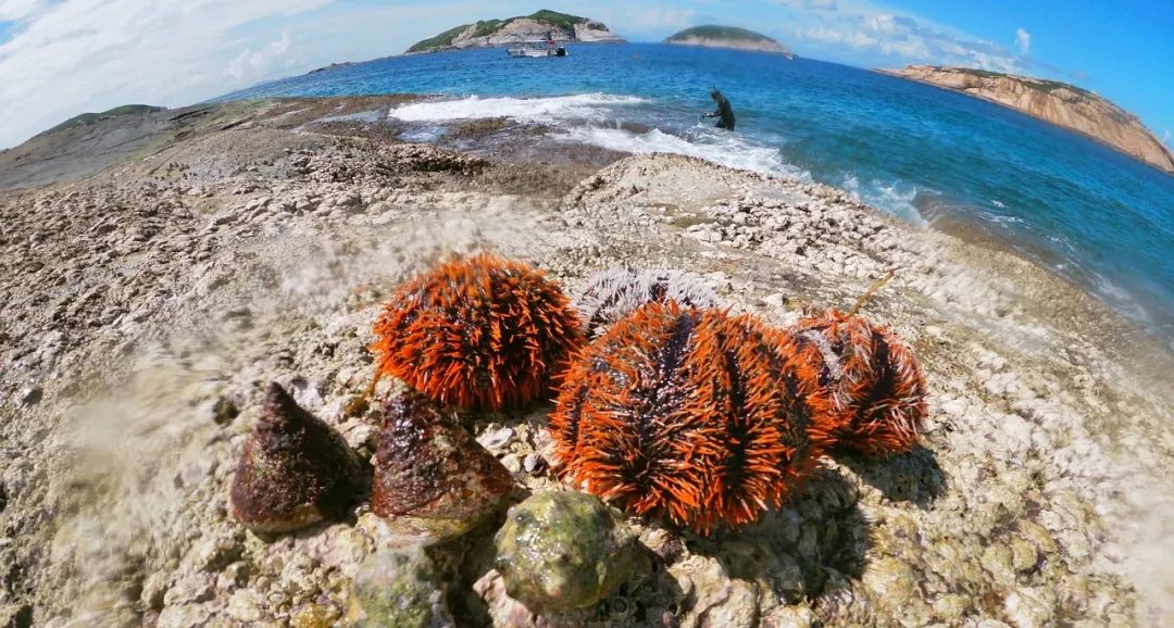 庙湾岛旅游攻略-庙湾岛旅游平时多少钱(图33) 庙湾岛旅游攻略_庙湾岛门票多少钱_庙湾岛旅游平时多少钱