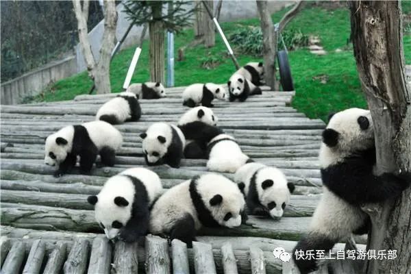 重庆去阆中旅游二日游跟团_重庆阆中古城一日游_重庆至阆中旅游攻略
