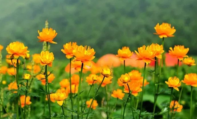 蔚县小五台山旅游攻略_蔚县小五台山好玩吗_蔚县小五台山旅游景点