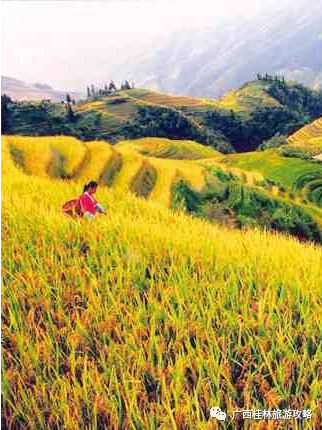 桂林猫儿山旅游攻略-桂林攻略旅游猫儿山景区(图3) 桂林猫儿山简介_桂林攻略旅游猫儿山景区_桂林猫儿山旅游攻略