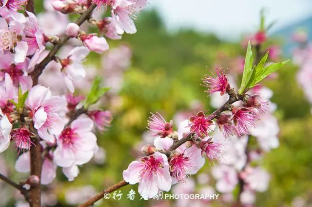 惠州阿婆角旅游攻略-惠州阿婆角的酒店价格(图39) 惠州阿婆角和巽寮湾哪个好_惠州阿婆角的酒店价格_惠州阿婆角旅游攻略