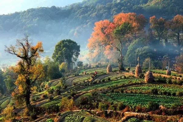 婺源秋色旅游攻略_婺源秋景_婺源秋景摄影攻略