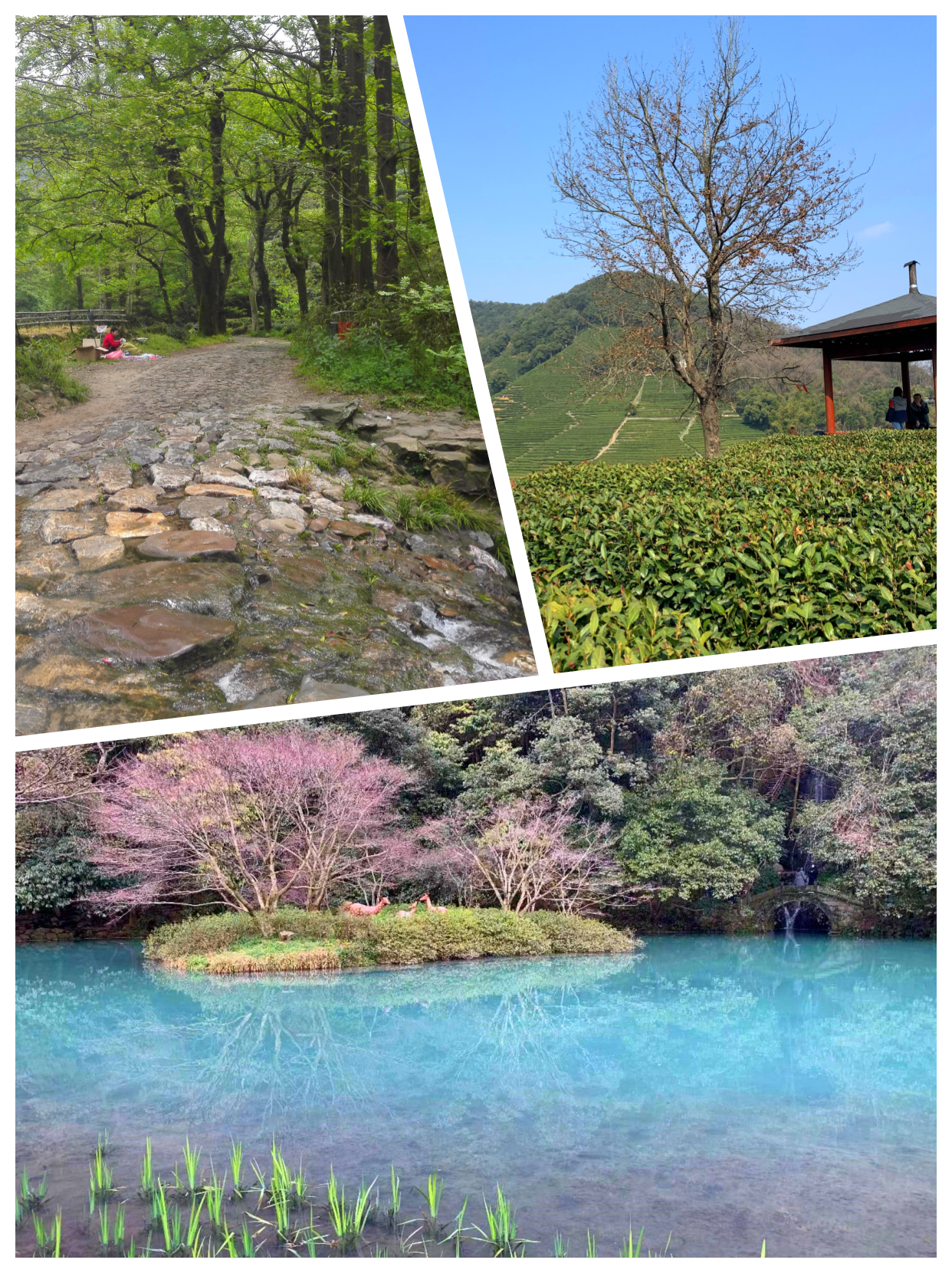 杭州九溪烟树旅游攻略_杭州九溪老烟树_杭州九溪烟树游玩攻略