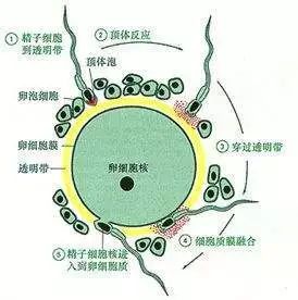 时尚孕妇街拍-孕妇街拍时尚穿搭(图26) 时尚孕妇街拍_孕妇街拍时尚照片_孕妇街拍时尚穿搭