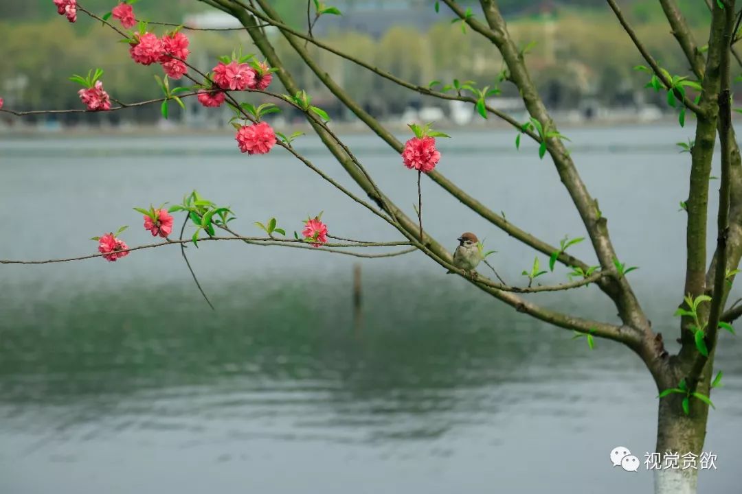 杭州千岛湖旅游景点_杭州千岛湖一日旅游攻略_杭卅千岛湖旅游