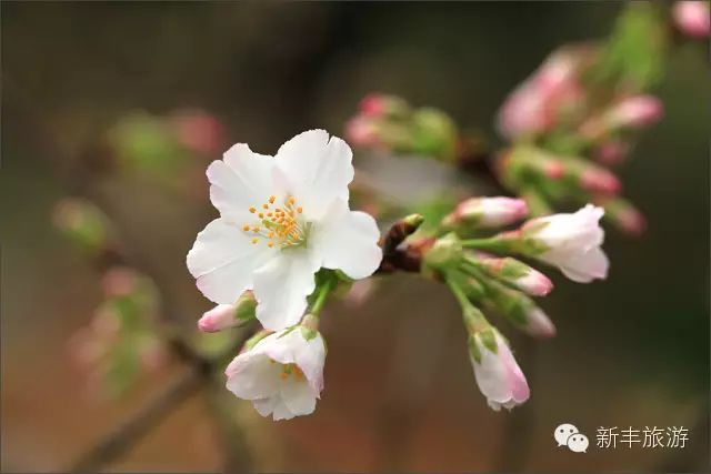 新丰樱花峪旅游攻略_新丰樱花峪的门票_新丰樱花峪好玩吗