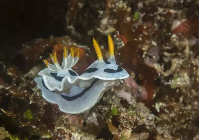 印尼苏拉威西自由行旅游攻略-印尼苏拉威西岛疫情最新消息(图18) 印尼苏拉威西自由行旅游攻略_印尼苏拉威西岛最新疫情_印尼苏拉威西岛疫情最新消息