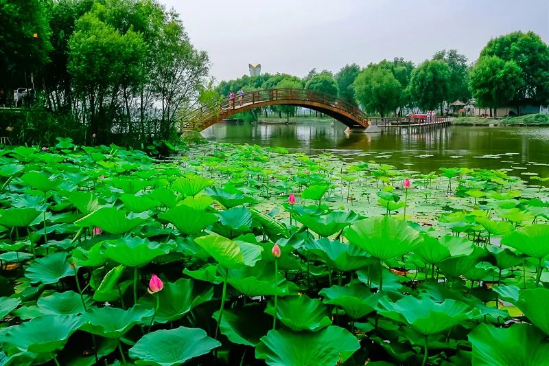 河北白洋淀荷花大观园有限公司_白洋淀荷花大观园民俗寨宾馆_白洋淀荷花大观园旅游攻略