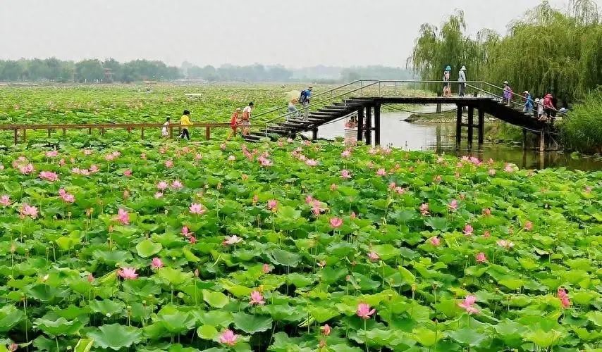 白洋淀荷花大观园旅游攻略_河北白洋淀荷花大观园有限公司_白洋淀菏花大观园