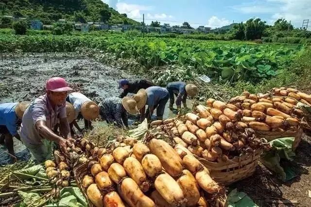 阳江东平镇旅游景点_阳江东平镇旅游攻略_攻略阳江东平镇旅游景区