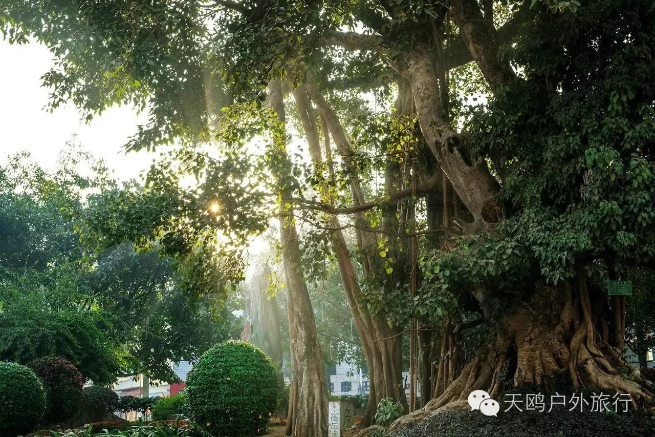 云南冬天旅游必去的景点_云南冬天旅游攻略_云南旅游冬天