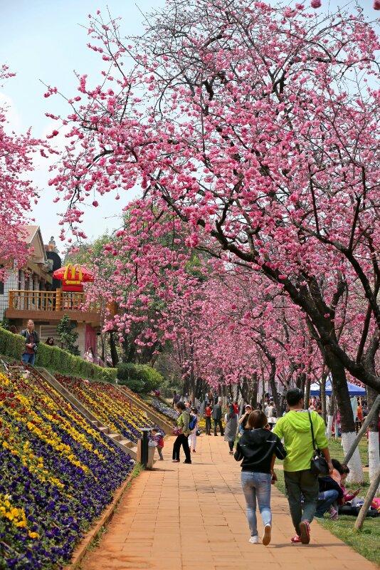 昆明冬季攻略旅游景点推荐_昆明冬季旅游攻略_昆明冬季旅游最佳去处