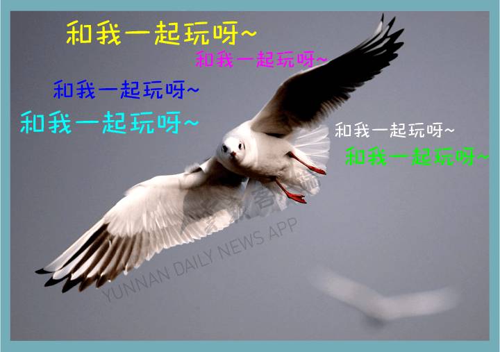 昆明冬季旅游最佳去处_昆明冬天旅游攻略_昆明冬季旅游攻略