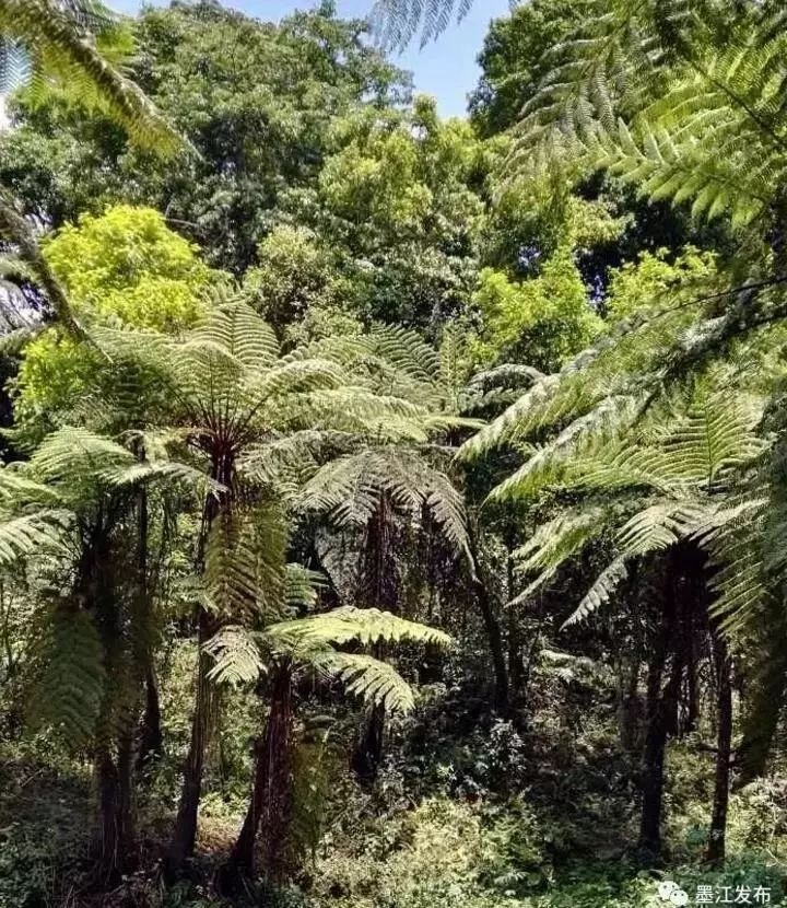 云南省普洱市思茅区旅游景点_云南普洱思茅旅游攻略_普洱思茅旅游攻略必去景点
