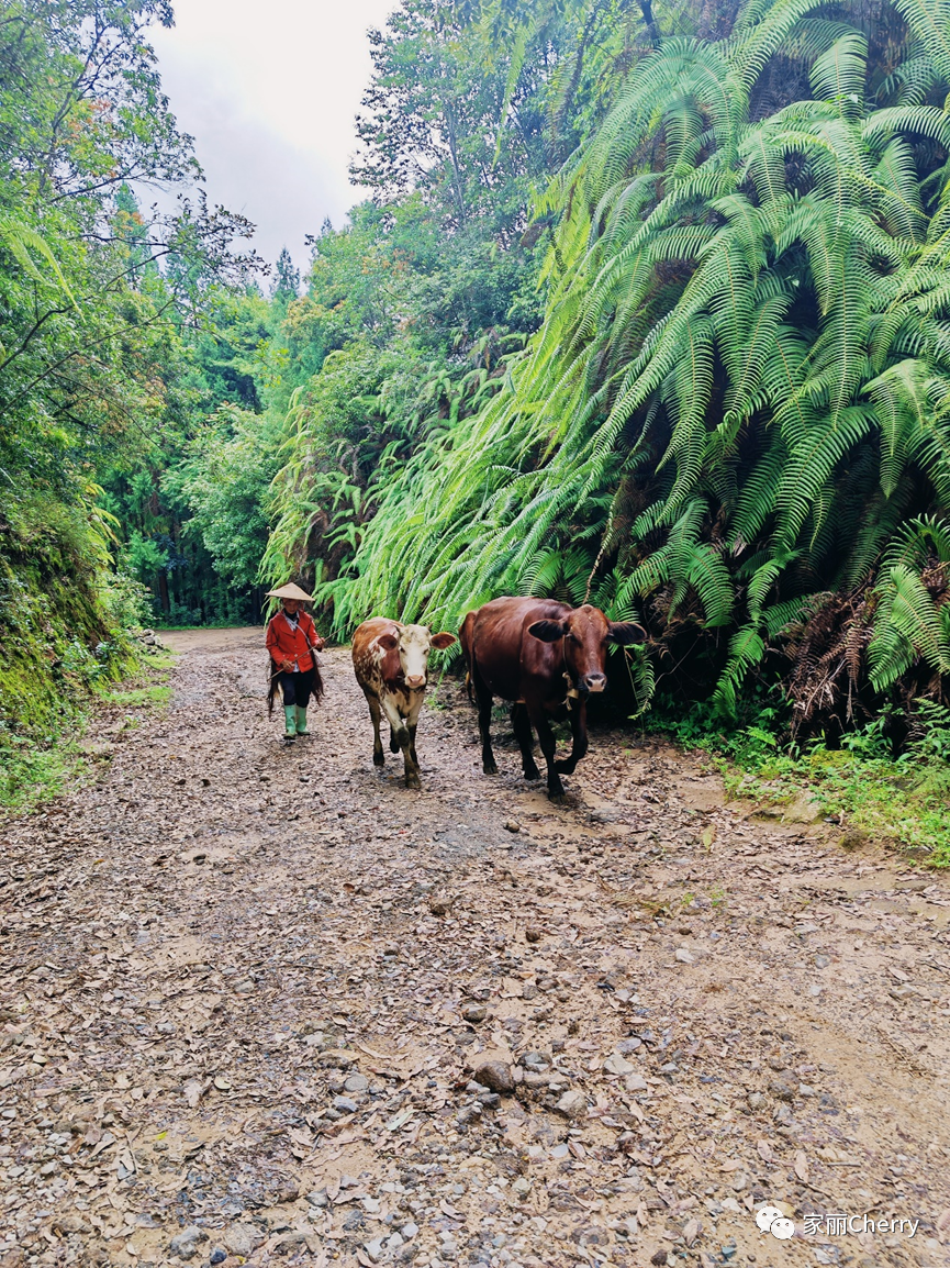 云南旅游瑞丽腾冲_腾冲瑞丽旅游线路_瑞丽腾冲旅游攻略