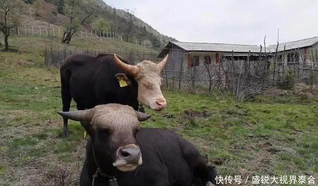 去腾冲旅游攻略_腾冲旅游攻略图片_攻略腾冲旅游图片欣赏