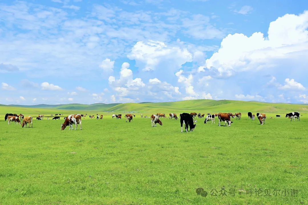 呼伦贝尔旅游攻略线路_呼伦贝尔旅游攻略必玩的景点_呼伦贝尔旅游攻略相关推荐